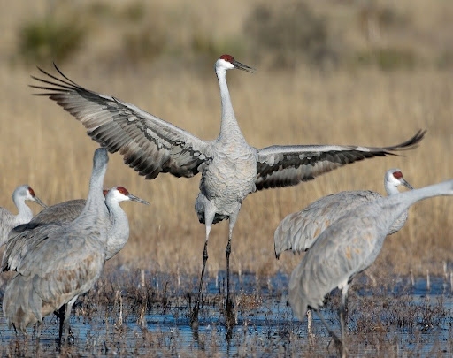 Crane Hunts Crane Hunts