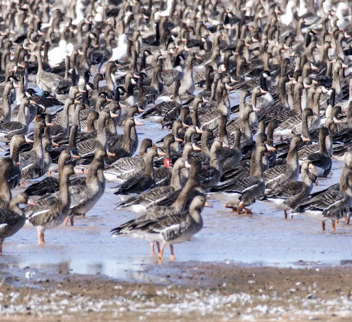 Goose Hunts Goose Hunts