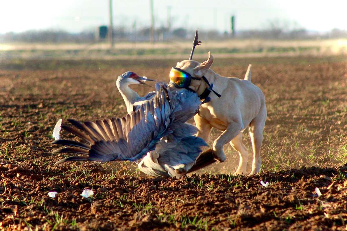 Crane Hunts Texas