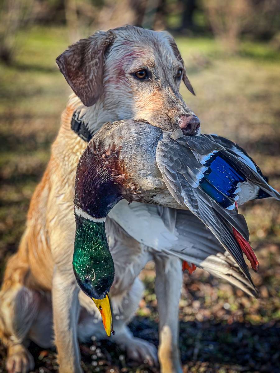 Guided Duck Hunts