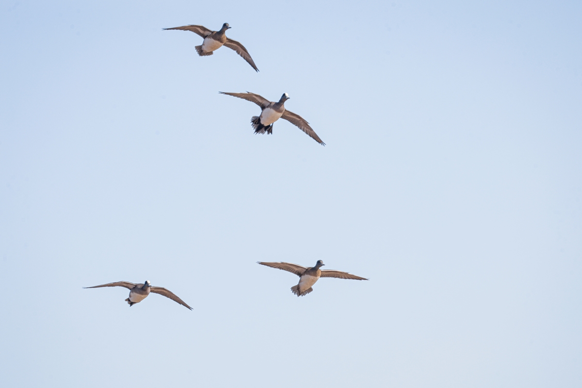 Day Hunts from Dallas Fort Worth Day Hunts from Dallas Fort Worth