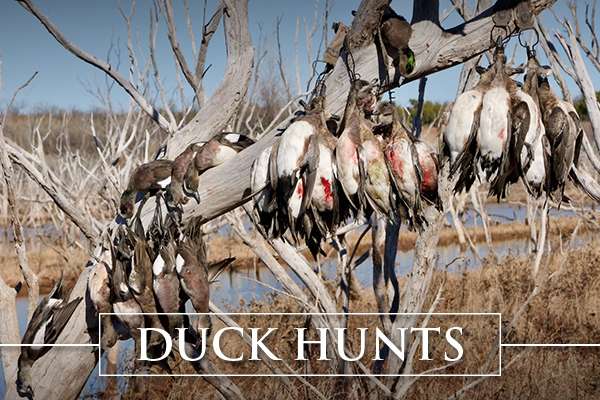 Top Gun Outfitters Duck Hunts