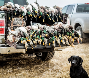 Duck-club.png