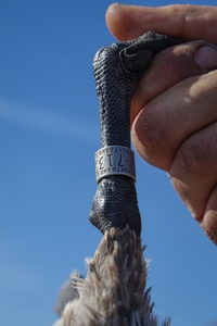 Goose%20band1.jpg