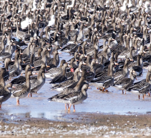 Haskell%20Ranch%20Geese1.png