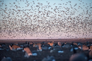 Texas-duck-club.jpg