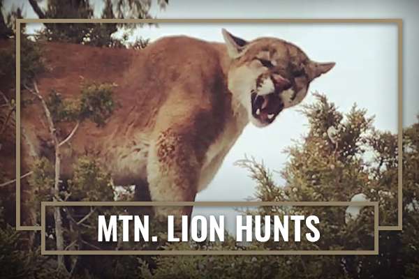 Book a Mtn. Lion Hunts with Unbranded Outfitters