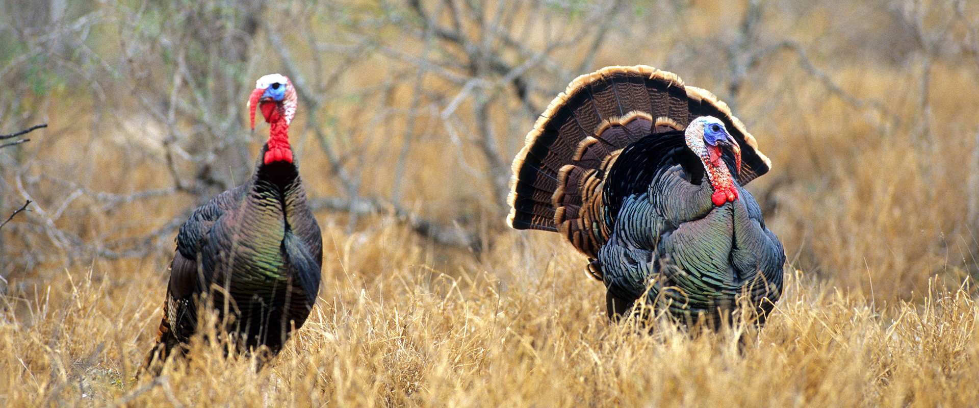 Turkey Hunting at Upland Inn Hunts Turkey Hunting at Upland Inn Hunts