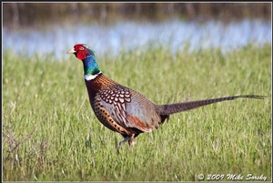 09-0414_Pheasant_fs.jpg