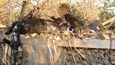 A few Woodies