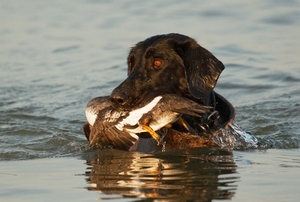 Diver_Blowout-Retrieve.jpg