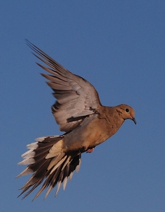 DoveFlight%28crop-sm%292095.jpg