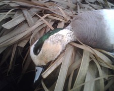 Storm Widgeon