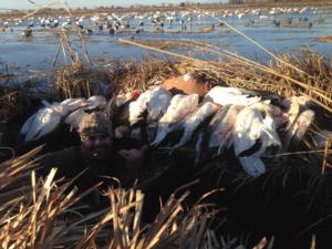 Early November Limits