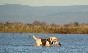 butte-sink-duck-and-lab.jpg