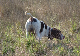 california-pheasant-hunting.jpg