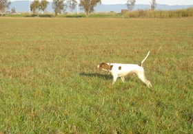 california-pheasant-hunts.jpg