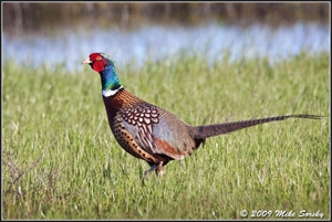 california-pheasant.jpg