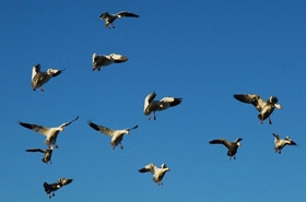 california-specklebelly-geese-flying.jpg