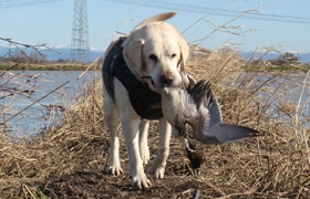 lab-waterfowl-retriever.jpg