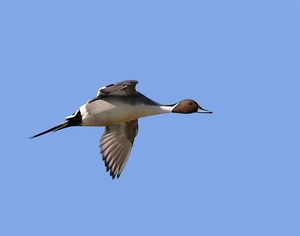 pintail-large-photo.jpg