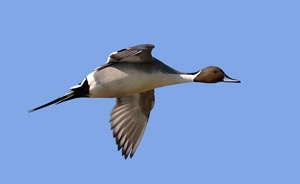 pintail-photo.jpg