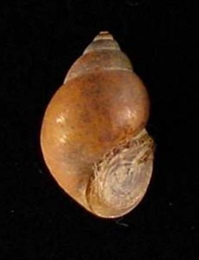 Did You Know... Faucet Snails are in Three Wadena County Lakes?