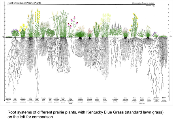 Did You Know... Pocket Prairies Provide Multiple Environmental Benefits?