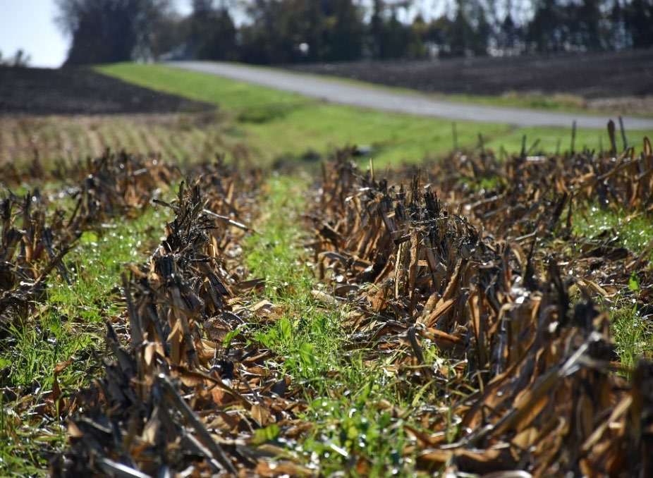 Photo of cover crop planted in a field.