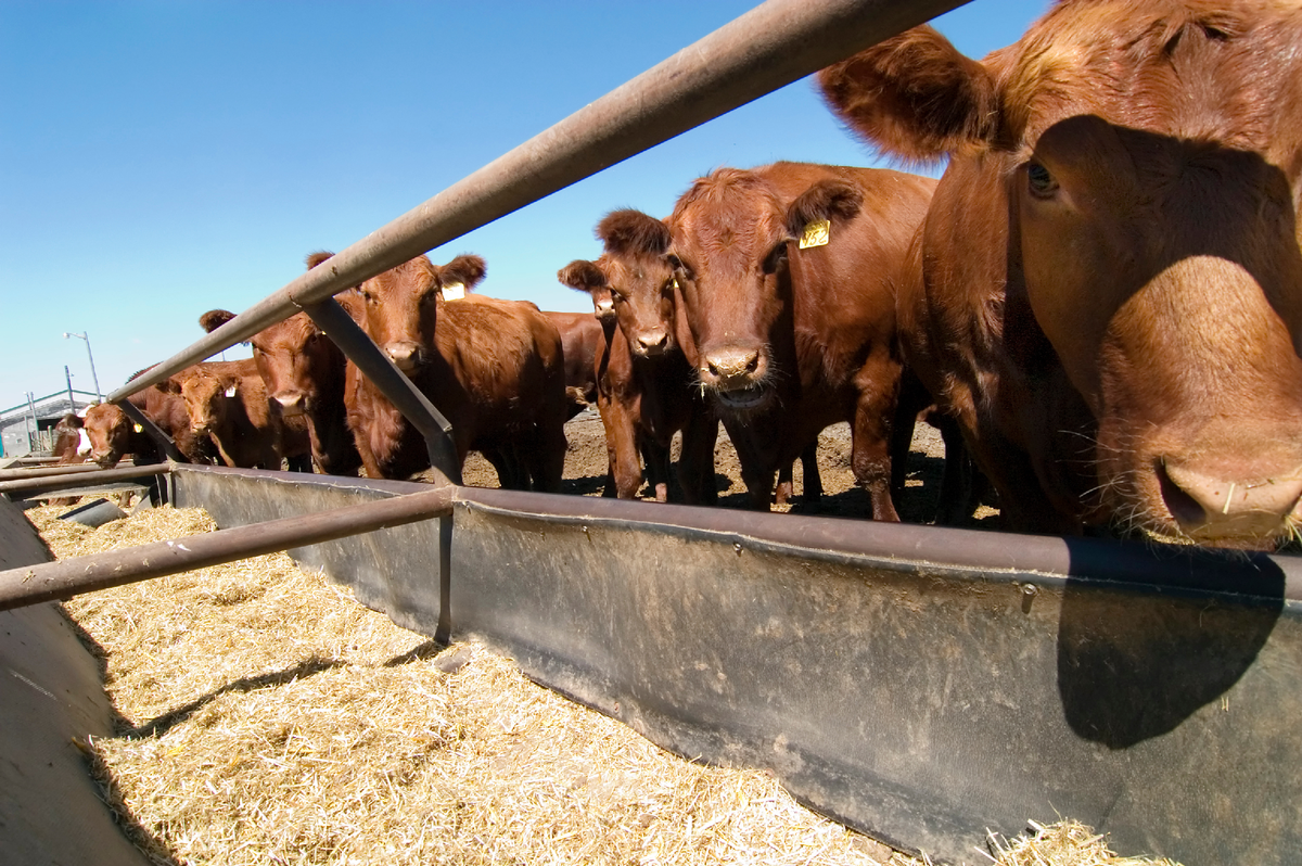2025 Feedlot Registration 2025 Feedlot Registration