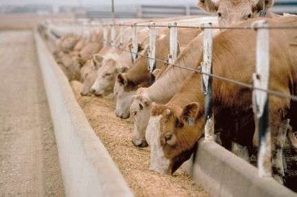 Image of cattle eating in feed lot.