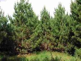 Photo of Red (Norway) Pine trees.