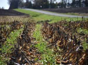 Cover_crops_bwsr.jpg