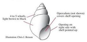 AIS Faucet Snail Graphic