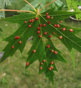 Insect galls on maple leaf