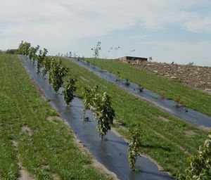 Weed Matting