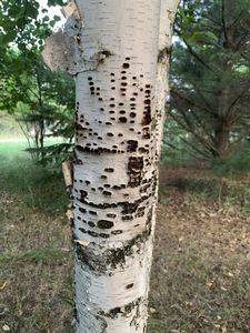 Sapsucker/Woodpecker damage