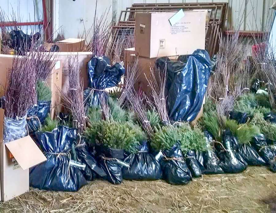 Image of tree seedlings bundled and ready to be picked up.