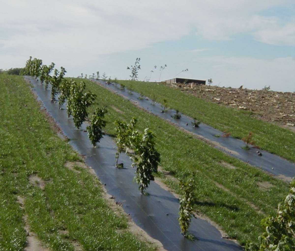 Image of weed matting installed on rows of planted trees.