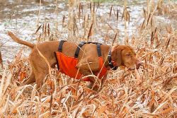 2010 Disabled Hunt at Whispering Emerald Ridge Photo Gallery