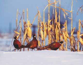 3%20Pheasants.jpg