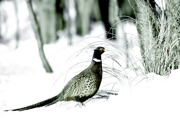 winterpheasant_color.jpg