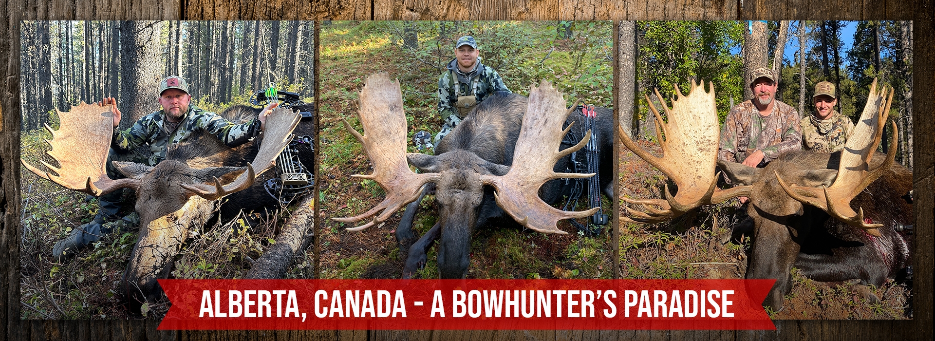 Moose Hunts