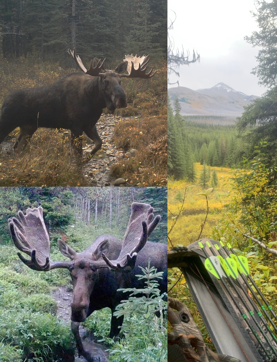6 Day Alberta Trophy Moose Rut Bowhunt