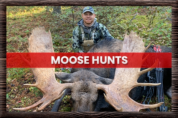 Moose Hunts
