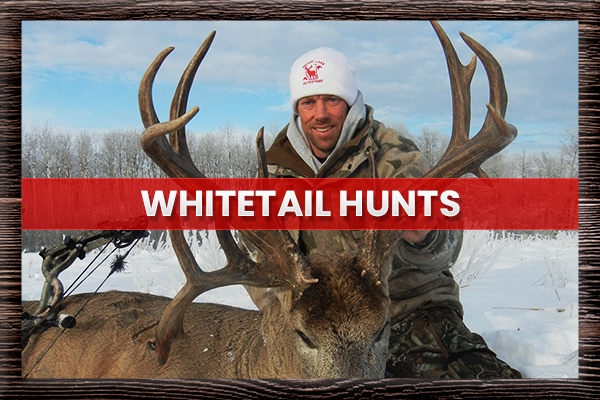 Whitetail Hunts