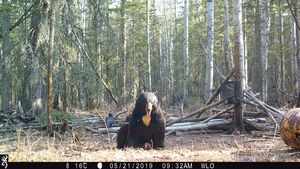BlackBear_125.JPG