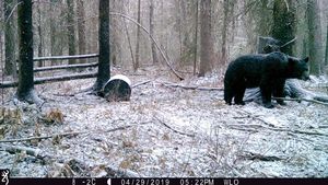 BlackBear_129.JPG