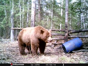 BlackBear_133.JPG