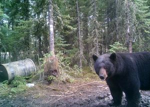 BlackBear_159.jpg